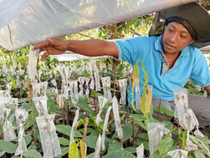 Tinggalkan Jagung Priatno Sejahtera Menanam Kakao