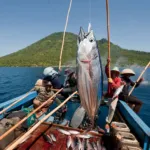 Dari Biluhu ke Bolsel: Kisah Pemburu Tuna
