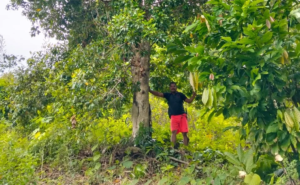 Jejak Cengkeh, Luka Petani, dan Cahaya Gus Dur dari Masa Lalu