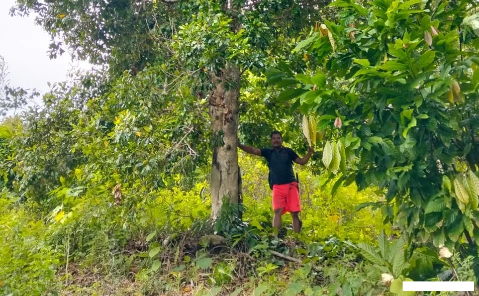 Jejak Cengkeh, Luka Petani, dan Cahaya Gus Dur dari Masa Lalu