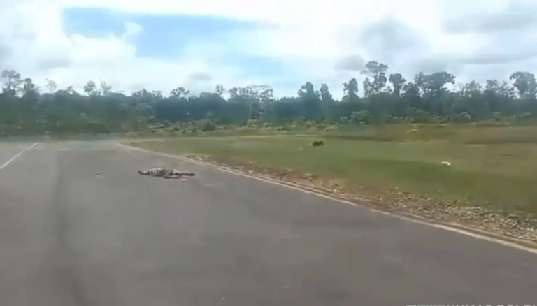 Dua Pilot Tewas, Pesawat Smart Air PK-SNR Ditembak KKB di Papua