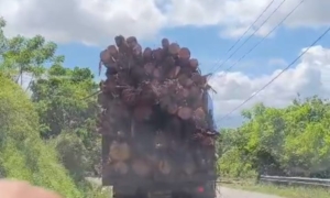 Warga Gorontalo Utara Soroti Truk Kayu Overload di Tomilito, Desak Penertiban Segera