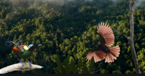 Daerah Penting bagi Burung dan Keanekaragaman Hayati di Papua Dirilis untuk Publik