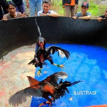 Arena Judi Sabung Ayam Srengat Blitar Beroperasi Bebas, Warga Resah dan Tuntut Tindakan Tegas