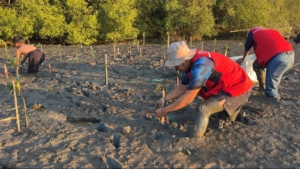 Mahasiswa KKN Unhas Angkatan 116 Gelar Penanaman Mangrove di Desa Pajukukang